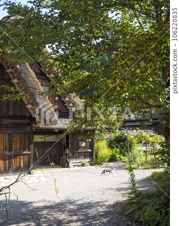 An old gassho-zukuri house and a cat walking in the garden 106220835
