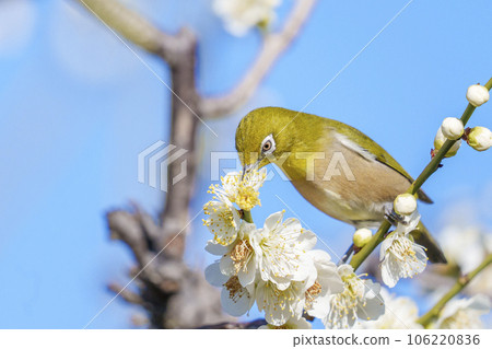 White-eye sucking nectar from plum blossoms in the plum grove of Osaka Castle 106220836