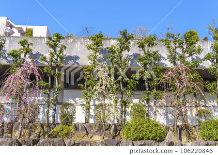 大阪天滿宮院內梅花盛開 106220846