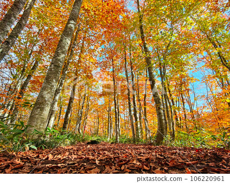 秋季 貓馬嶽/小古沼徒步旅行(從貓馬嶽山頂到八方台起點) 秋季 貓馬嶽/小古沼徒步旅行(從貓馬嶽山頂到八方台起點) 106220961