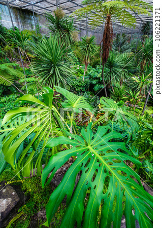 Interior view of the cold house Estufa Fria is a greenhouse with gardens, ponds, plants and trees with Monstera deliciosa leaves in the foreground in Lisbon, Portugal 106221371