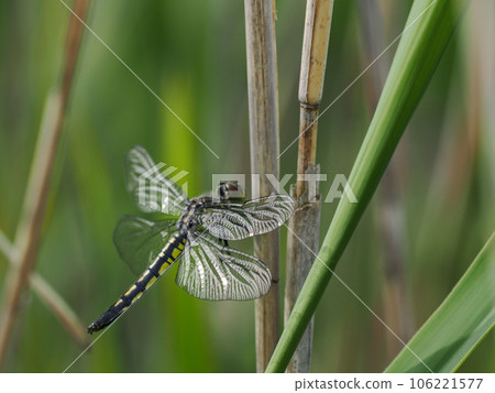 A dragonfly resting in the meadow A dragonfly resting in the meadow 106221577