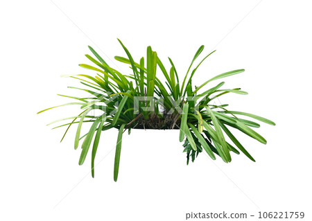Orchid (Cymbidium ensifolium) 106221759