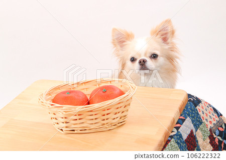 A cream-colored Chihuahua in a large mandarin orange and a kotatsu 106222322