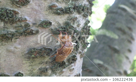 Cicada shell left on the trunk of a double cherry tree 106222436