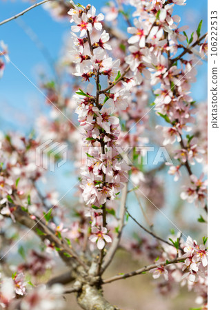 Almond tree branch with pink flowers against blur spring foliage 106222513