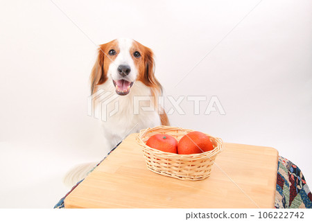 Kotatsu with mandarin oranges and smiling Kooikerhondier Kotatsu with mandarin oranges and smiling Kooikerhondier 106222742