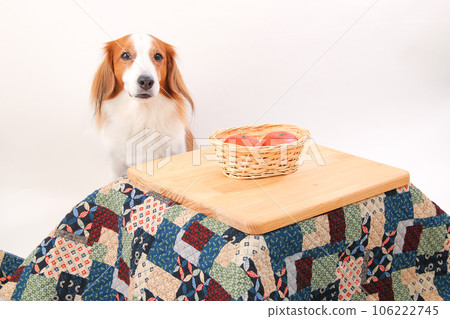 Kotatsu with mandarin oranges and Kooikerhondier Kotatsu with mandarin oranges and Kooikerhondier 106222745