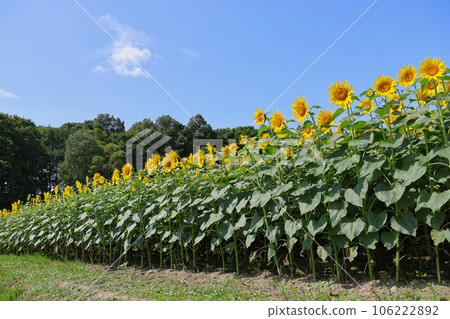 [Video included] Sunflowers and blue sky 106222892