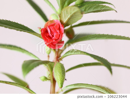 花園香脂花果 106223044