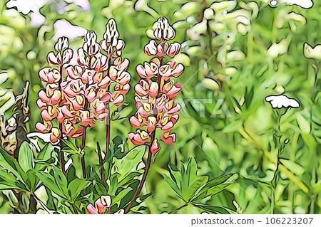 柔和風格的“羽扇豆田”插圖圖像 106223207