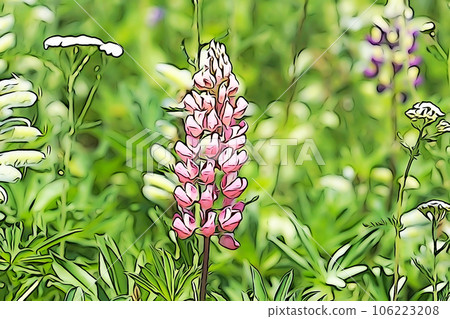 柔和風格的“羽扇豆田”插圖圖像 106223208