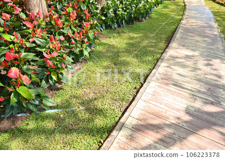 beautiful flower and green grass in the garden 106223378