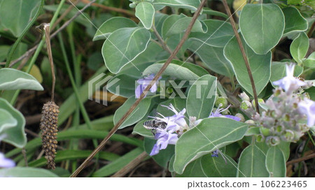 Japanese bees collect nectar from Hamagou flowers on the coast 106223465