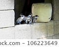 Birds resting on the wall to escape the heat 106223649