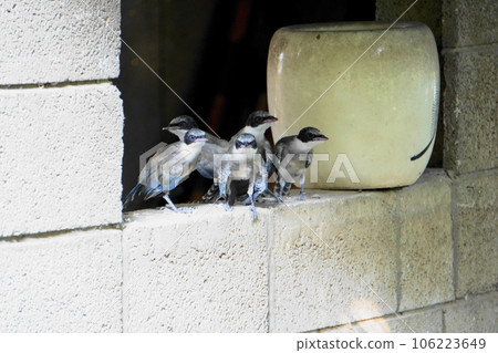 Birds resting on the wall to escape the heat Birds resting on the wall to escape the heat 106223649