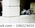 Birds resting on the wall to escape the heat 106223650