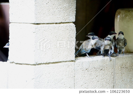 Birds resting on the wall to escape the heat Birds resting on the wall to escape the heat 106223650