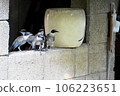 Birds resting on the wall to escape the heat 106223651