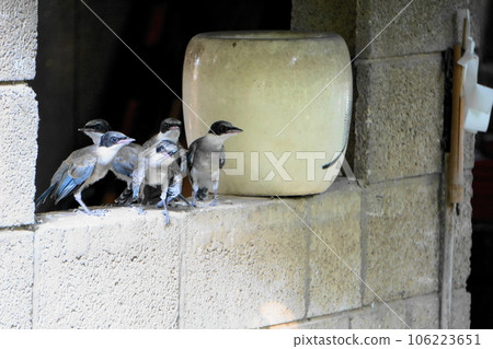 Birds resting on the wall to escape the heat Birds resting on the wall to escape the heat 106223651