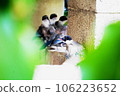 Birds resting on the wall to escape the heat 106223652
