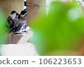 Birds resting on the wall to escape the heat 106223653