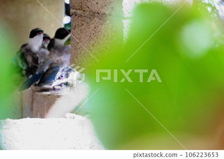 Birds resting on the wall to escape the heat Birds resting on the wall to escape the heat 106223653