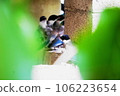 Birds resting on the wall to escape the heat 106223654