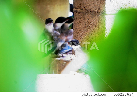 Birds resting on the wall to escape the heat Birds resting on the wall to escape the heat 106223654