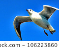 seagull 106223860