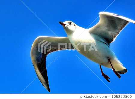 seagull 106223860