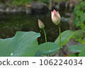 蓮花花蕾開始並排綻放 106224034
