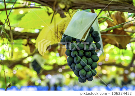 Vineyard landscape Harvest autumn Tendo City, Yamagata Prefecture Vineyard landscape Harvest autumn Tendo City, Yamagata Prefecture 106224432