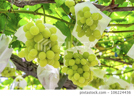 Vineyard landscape Harvest autumn Tendo City, Yamagata Prefecture Vineyard landscape Harvest autumn Tendo City, Yamagata Prefecture 106224436