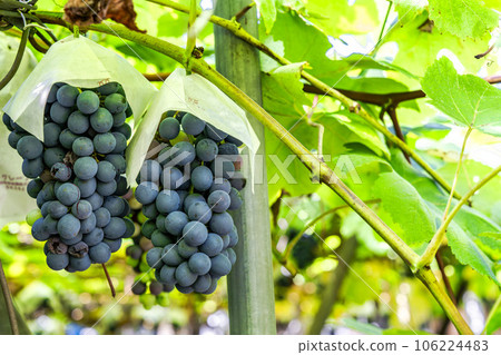 Vineyard landscape Harvest autumn Tendo City, Yamagata Prefecture Vineyard landscape Harvest autumn Tendo City, Yamagata Prefecture 106224483