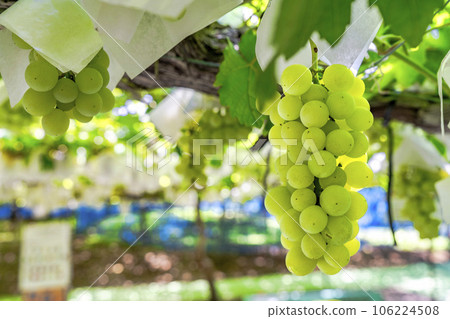 Vineyard landscape Harvest autumn Tendo City, Yamagata Prefecture Vineyard landscape Harvest autumn Tendo City, Yamagata Prefecture 106224508