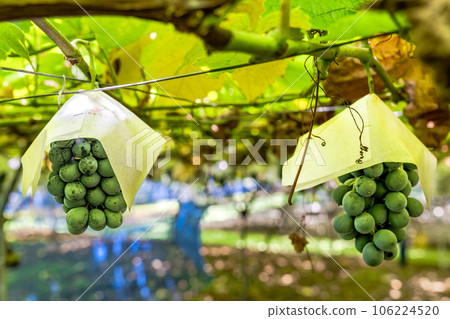 Vineyard landscape Harvest autumn Tendo City, Yamagata Prefecture Vineyard landscape Harvest autumn Tendo City, Yamagata Prefecture 106224520
