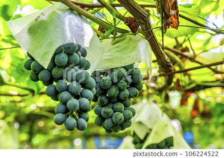 Vineyard landscape Harvest autumn Tendo City, Yamagata Prefecture Vineyard landscape Harvest autumn Tendo City, Yamagata Prefecture 106224522