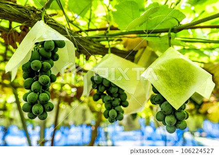 山形縣天童市的葡萄園景觀秋季收穫 106224527