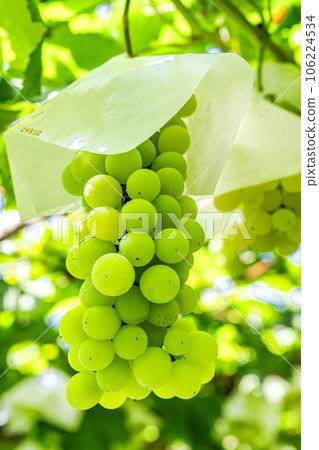 Vineyard landscape Harvest autumn Tendo City, Yamagata Prefecture Vineyard landscape Harvest autumn Tendo City, Yamagata Prefecture 106224534