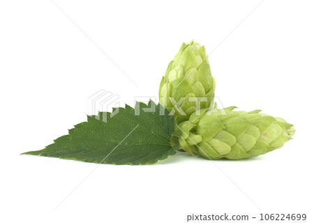 Hops seed cones or strobiles isolated on white Hops seed cones or strobiles isolated on white 106224699