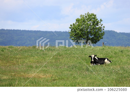 Cow lying on the meadow Cow lying on the meadow 106225080
