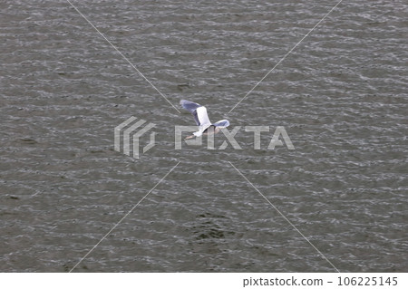 灰鷺在湖面上翩翩起舞 106225145