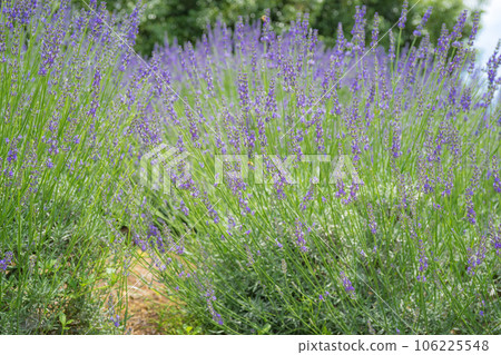 lavender 106225548