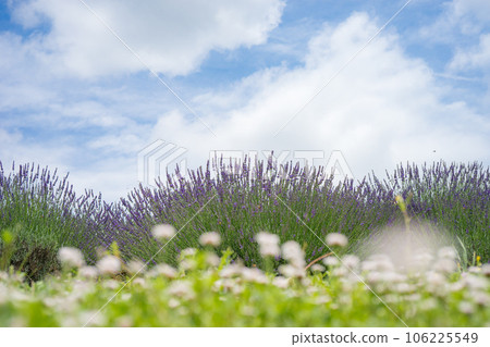 lavender 106225549