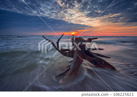 Baltic seashore with beautiful tree trunk near the cliffs. Lithuania. 106225621