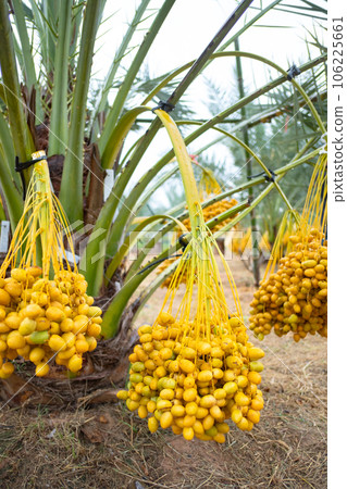 dates palm branches 106225661