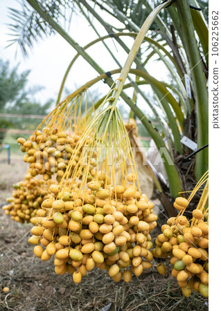 dates palm branches 106225662