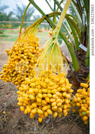 dates palm branches dates palm branches 106225663