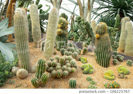 Cactus and succulents Cactus and succulents 106225767